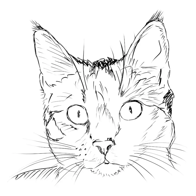 Simple, Easy Cat Sketch